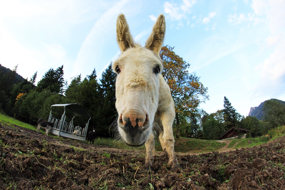 Donkeys, Carrots, & Sticks The Happiness Trap
